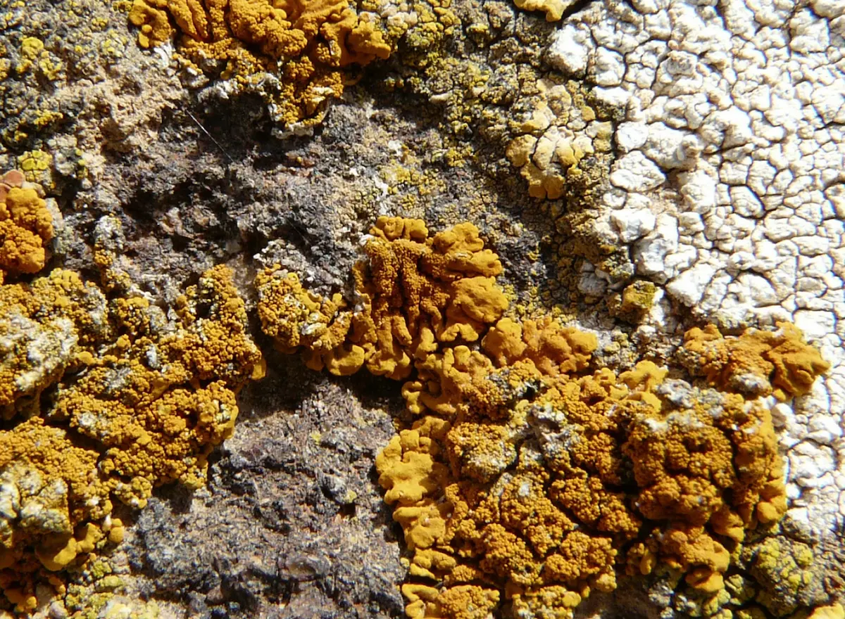 Close-up photograph of lichen growth on a basalt stone at Umm Al-Jimal, Jordan.